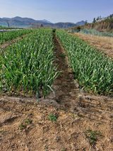 팜모닝 마늘·일상 게시글 이미지