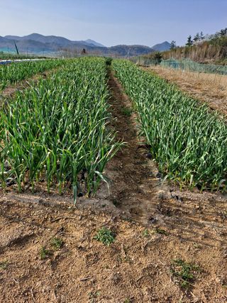 해남댁님의 마늘 · 일상 작성글 사진