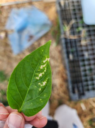 최현주 님의 고추 · 병해충상담 작성글 사진