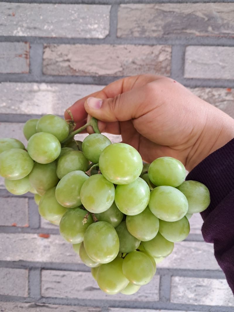 장터 상품 [[판매중단] 씨 없는. 애플 청포도 입니다] 썸네일