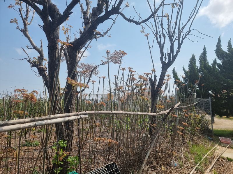 장터 상품 [참가죽,엄나무순1kg각각가격입니다.] 썸네일