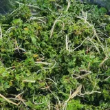 팜모닝 감자·자유게시판 게시글 이미지