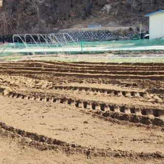 Bmww2226님의 감자 · 자유게시판 작성글 사진