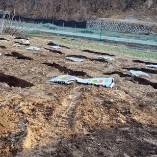 Bmww2226님의 감자 · 자유게시판 작성글 사진