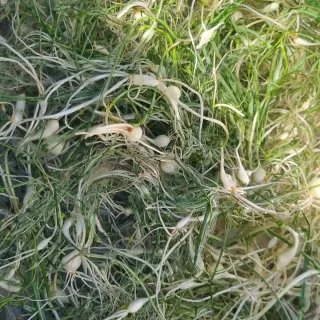 Bmww2226님의 감자 · 자유게시판 작성글 사진