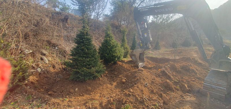 최종일님의 장터 판매 상품 [주목 2~2.5m판매해요/나무/조경수] 첨부 사진