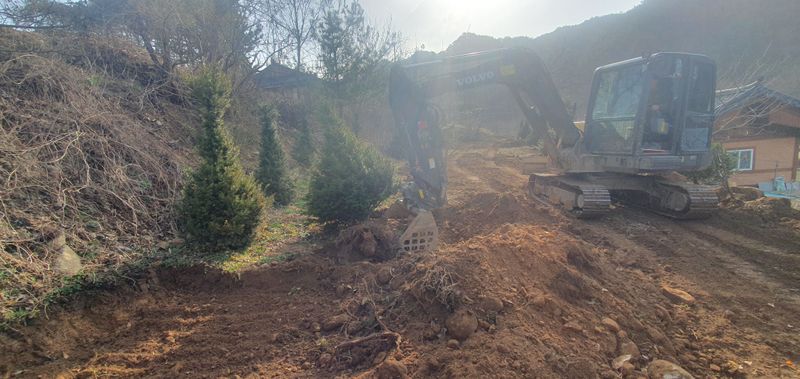 최종일님의 장터 판매 상품 [주목 2~2.5m판매해요/나무/조경수] 첨부 사진