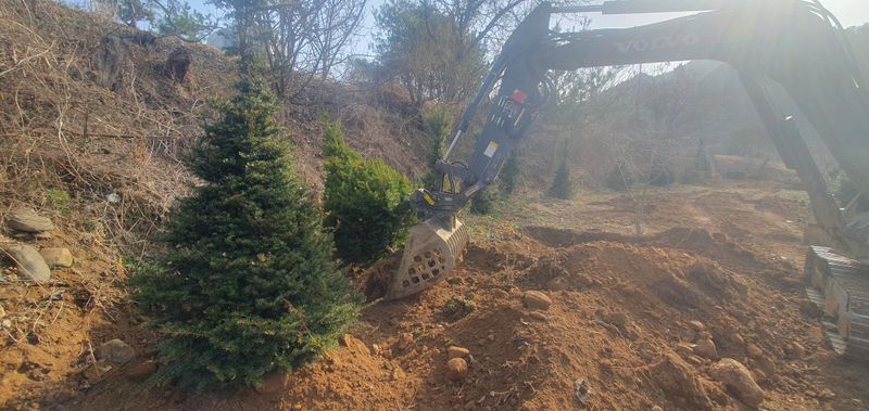 최종일님의 장터 판매 상품 [주목 2~2.5m판매해요/나무/조경수] 첨부 사진