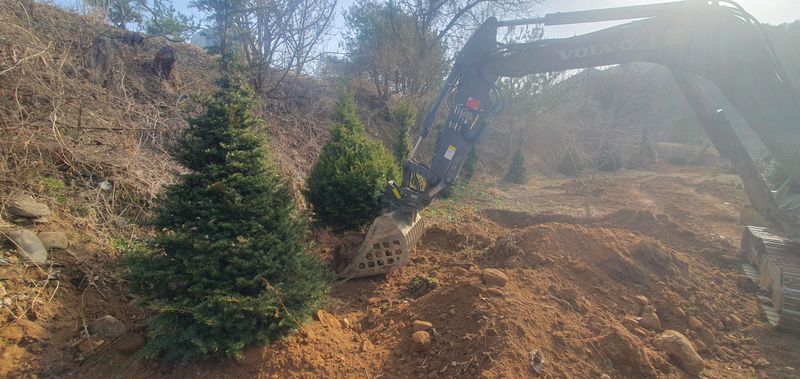 최종일님의 장터 판매 상품 [주목 2~2.5m판매해요/나무/조경수] 첨부 사진