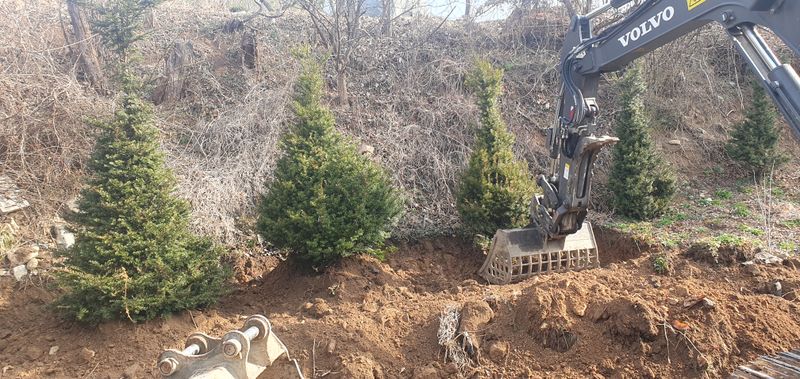 최종일님의 장터 판매 상품 [주목 2~2.5m판매해요/나무/조경수] 첨부 사진