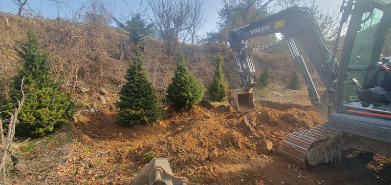 최종일님의 장터 판매 상품 [주목 2~2.5m판매해요/나무/조경수] 첨부 사진