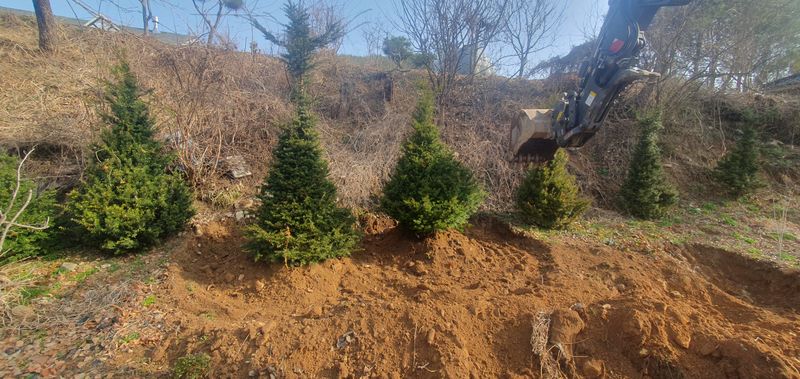 최종일님의 장터 판매 상품 [주목 2~2.5m판매해요/나무/조경수] 첨부 사진