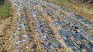 아준님의 감자 · 자유게시판 작성글 사진