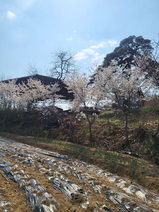 아준님의 감자 · 자유게시판 작성글 사진