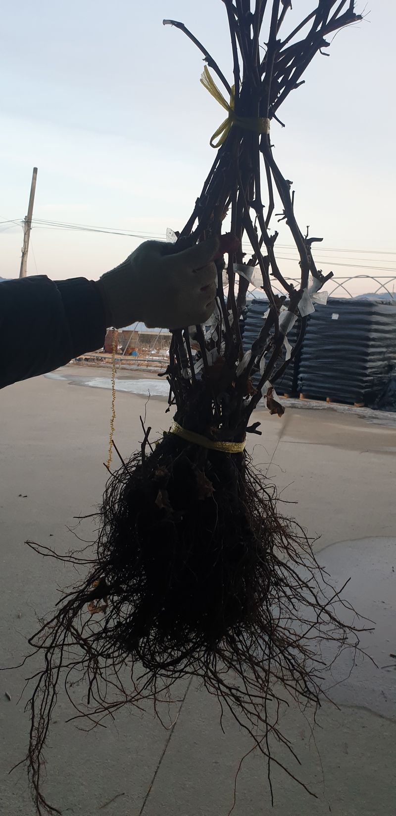 장터 상품 [주얼리마스카트 청포도 접목묘목 판매] 썸네일