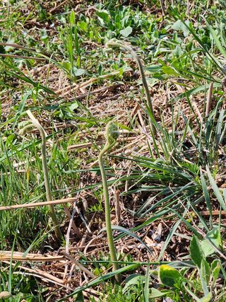 임태빈탑정호주말농장님의 기타작물 · 자유게시판 작성글 사진