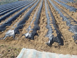 김동수 님의 감자 · 자유게시판 작성글 사진