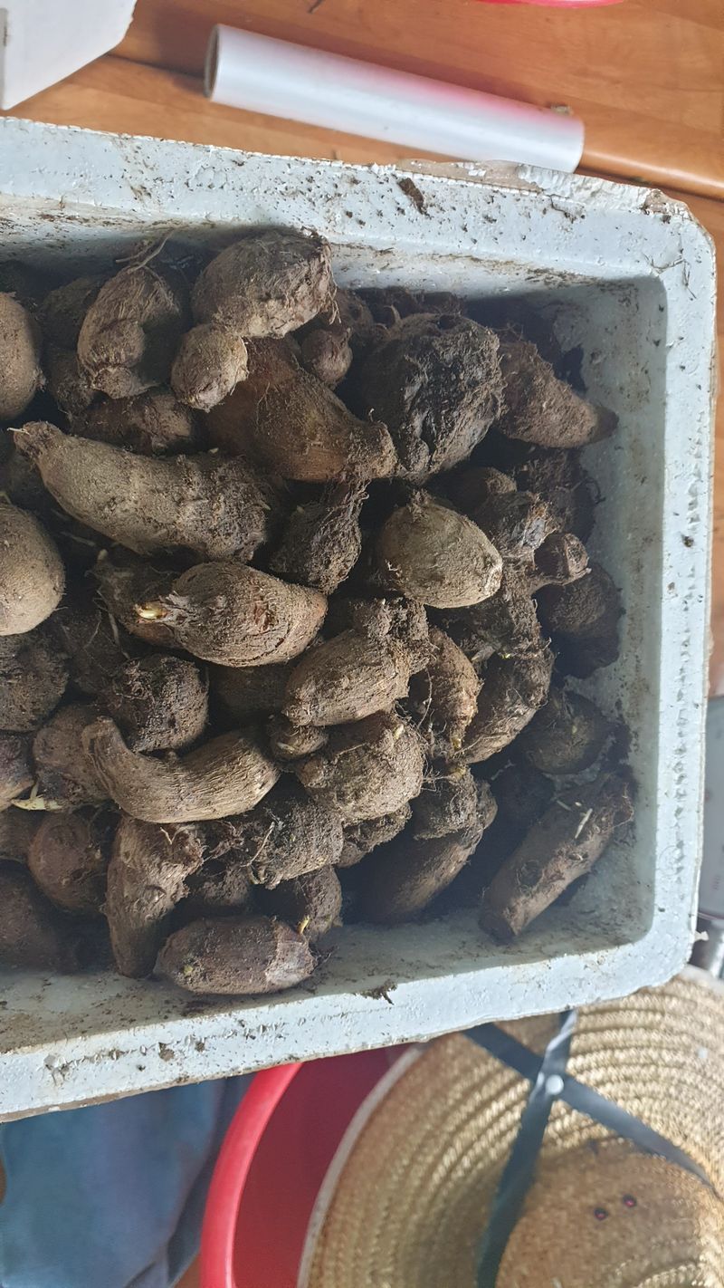 장터 상품 [토란종자 7k] 썸네일