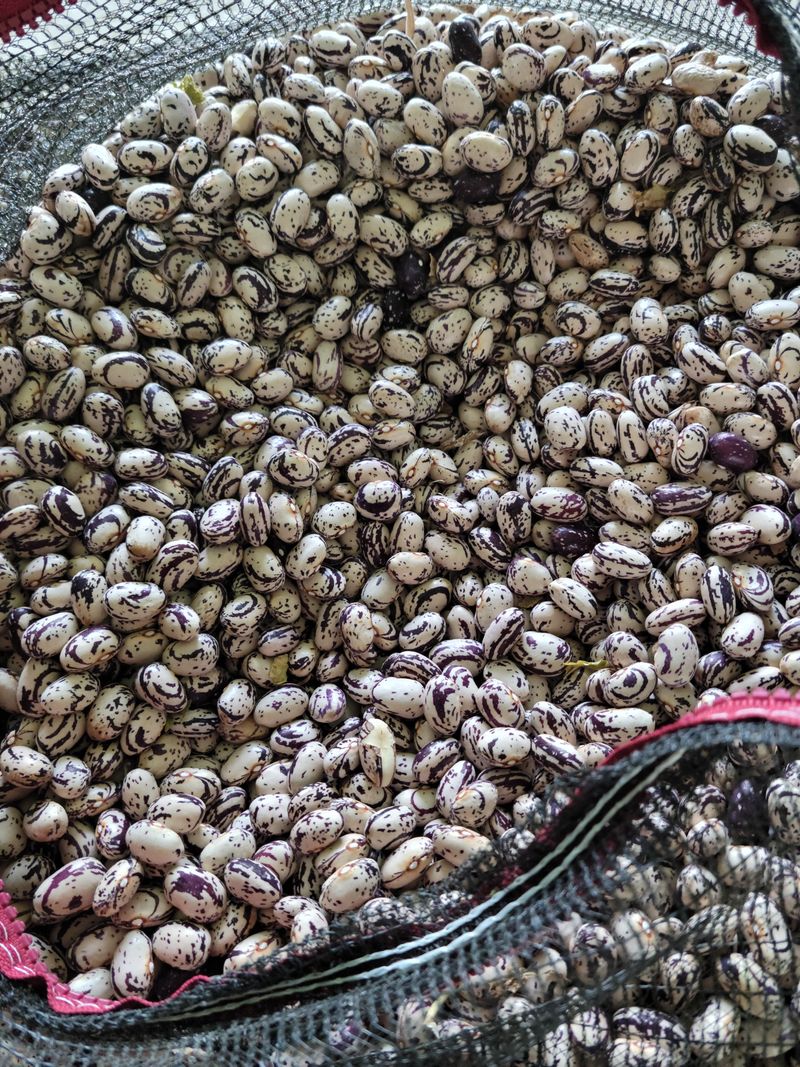 장터 상품 [호랑이강낭콩1kg] 썸네일