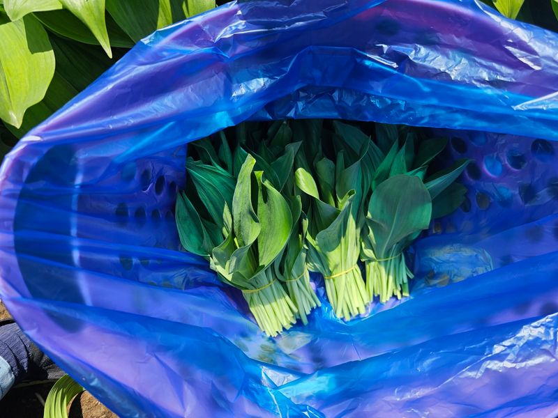 재화농원(이재권)님의 장터 판매 상품 [[판매완료]평창 산마늘(잎명이,울릉도종)2kg ] 첨부 사진