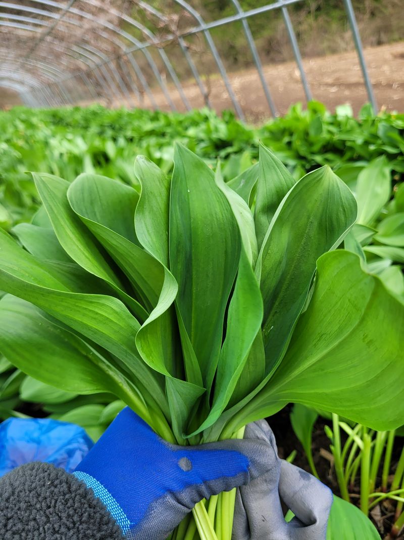 재화농원(이재권)님의 장터 판매 상품 [[판매완료]평창 산마늘(잎명이,울릉도종)2kg ] 첨부 사진