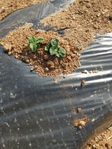 팜모닝 감자·자유게시판 게시글 이미지