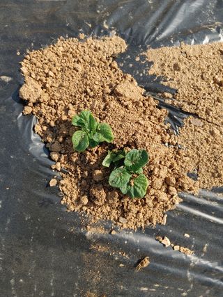 김세진님의 감자 · 자유게시판 작성글 사진