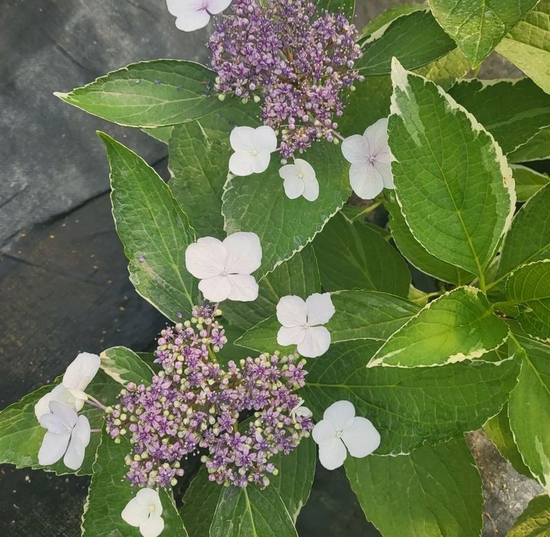 장터 상품 [무늬산수국19cm화분] 썸네일