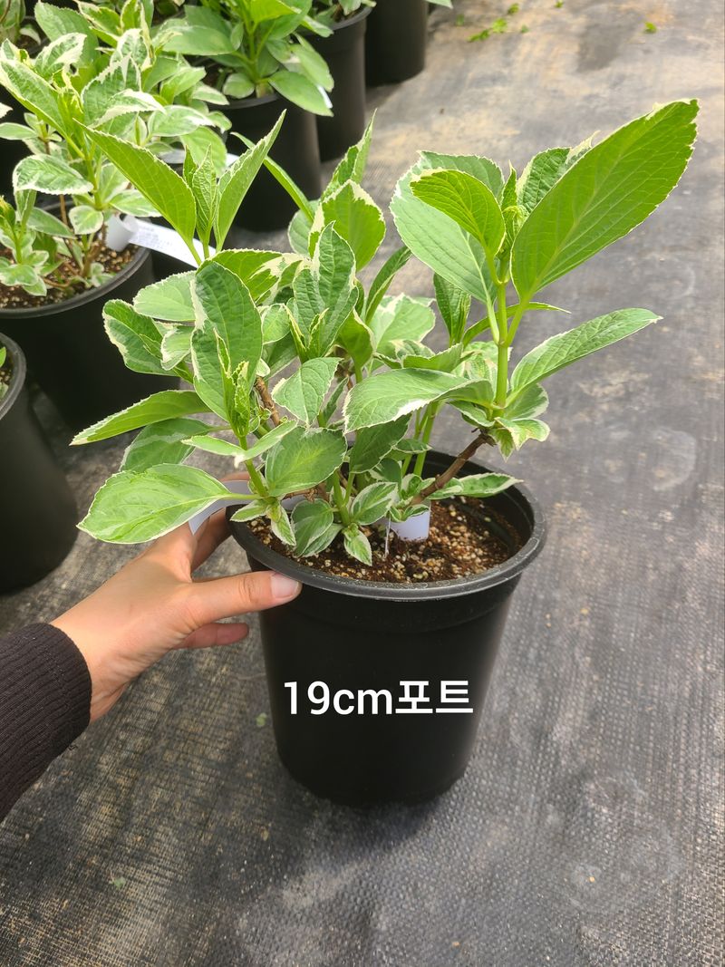 백구수국님의 장터 판매 상품 [무늬산수국19cm화분] 첨부 사진