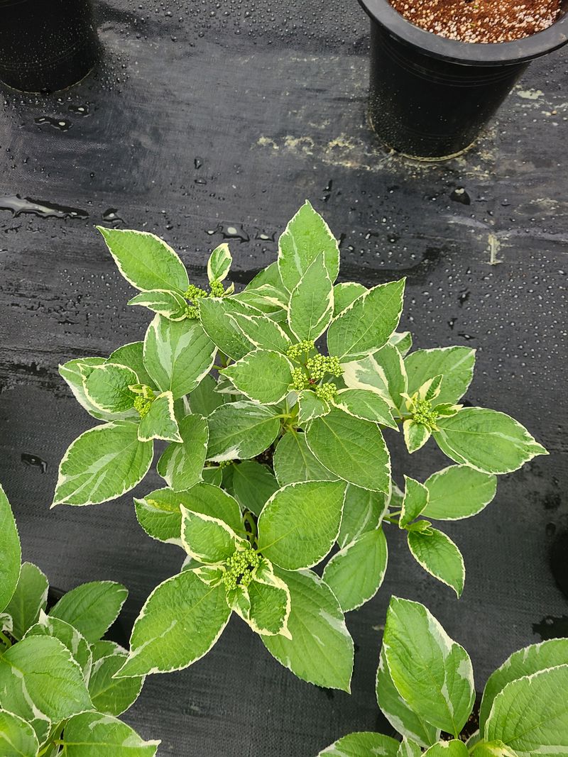 백구수국님의 장터 판매 상품 [무늬산수국19cm화분] 첨부 사진