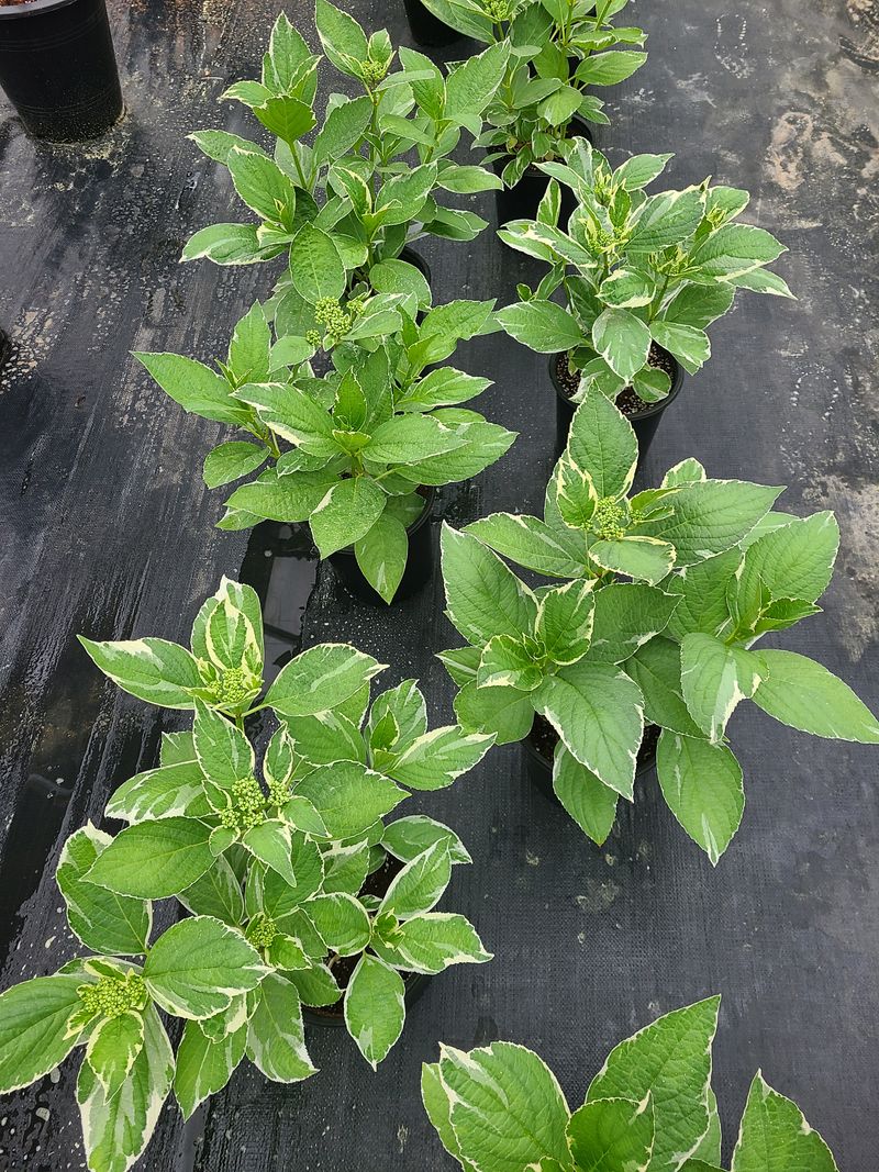 백구수국님의 장터 판매 상품 [무늬산수국19cm화분] 첨부 사진