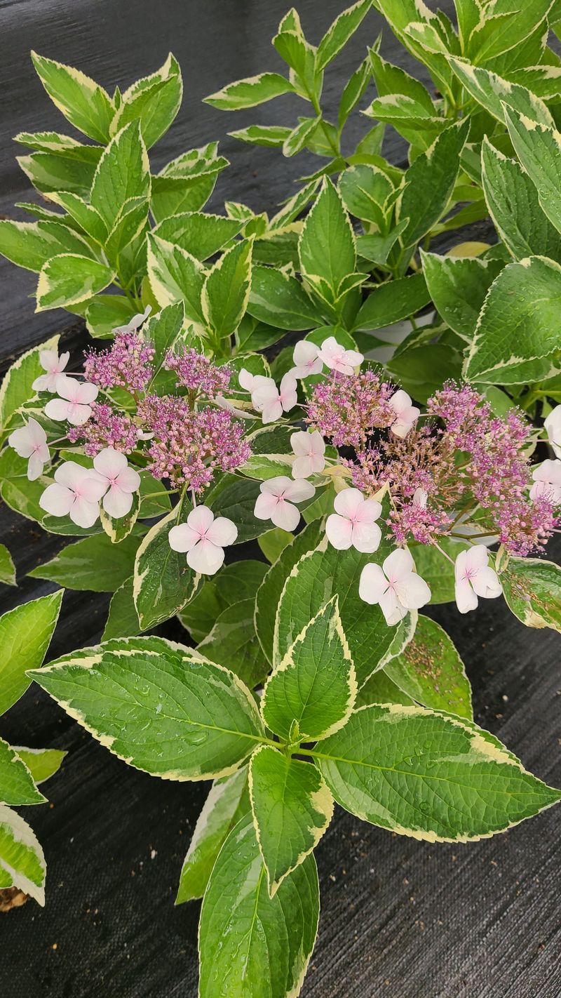 백구수국님의 장터 판매 상품 [무늬산수국19cm화분] 첨부 사진