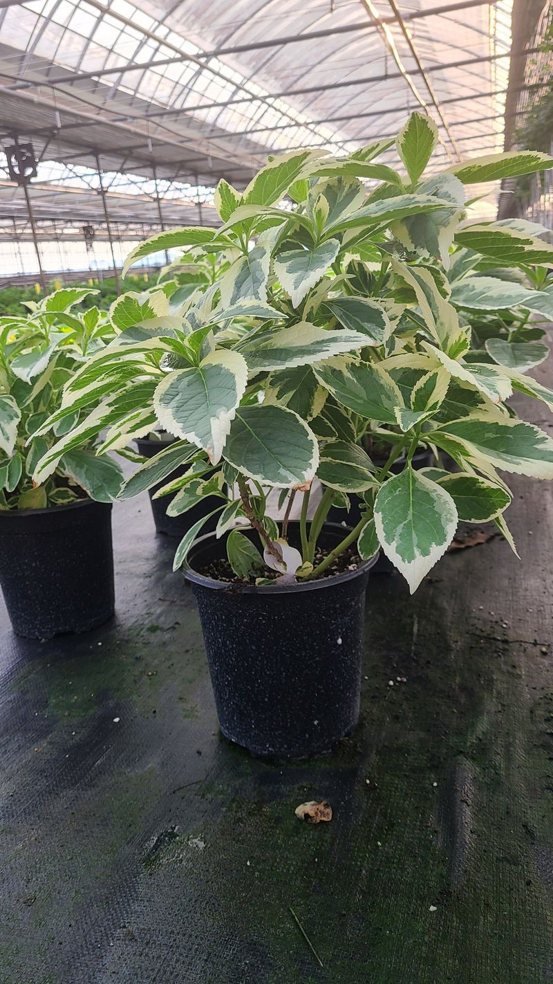 백구수국님의 장터 판매 상품 [무늬산수국19cm화분] 첨부 사진