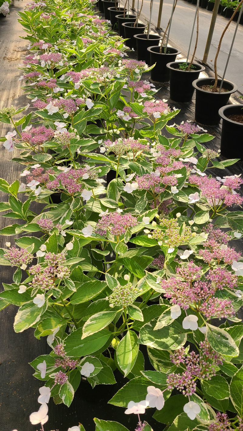 백구수국님의 장터 판매 상품 [무늬산수국19cm화분] 첨부 사진