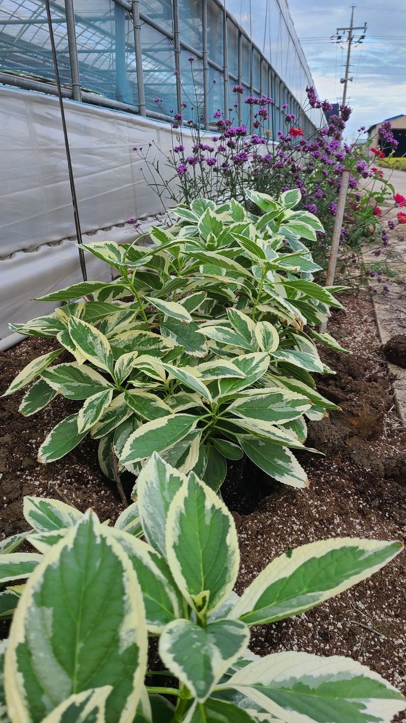 백구수국님의 장터 판매 상품 [무늬산수국19cm화분] 첨부 사진