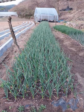 윤홍규님의 마늘 · 마늘 쪽 비대기 작성글 사진