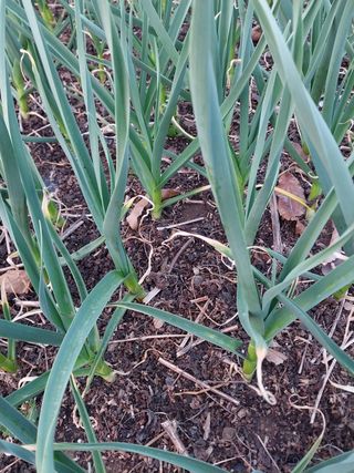 윤홍규님의 마늘 · 마늘 쪽 비대기 작성글 사진