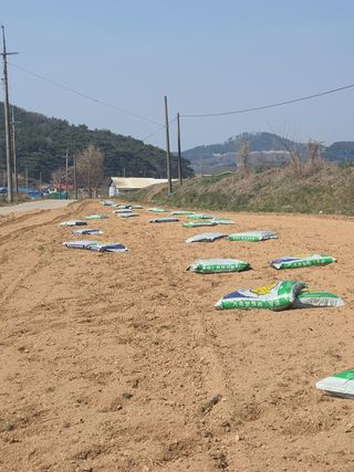 엘림농장님의 감자 · 자유게시판 작성글 사진