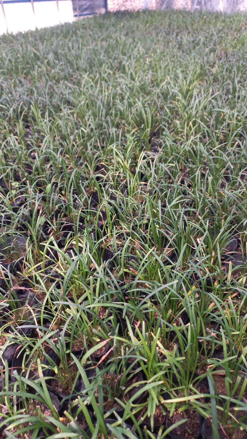 장터 상품 [맥문동 8cm포트모종] 썸네일