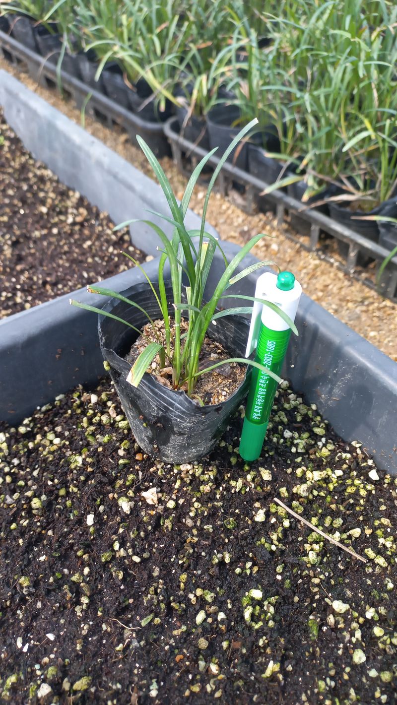 이재혁님의 장터 판매 상품 [맥문동 8cm포트모종] 첨부 사진