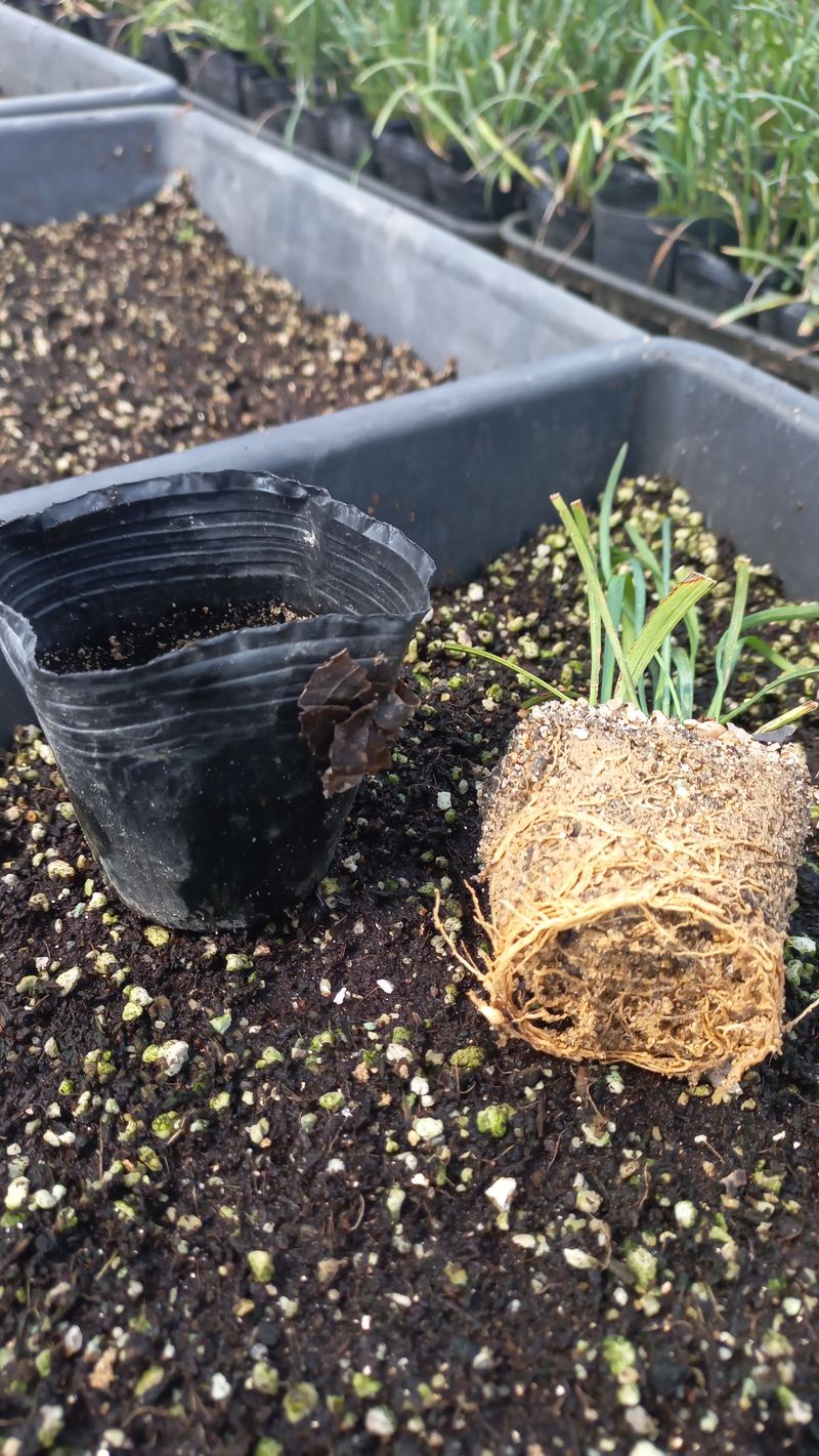 이재혁님의 장터 판매 상품 [맥문동 8cm포트모종] 첨부 사진