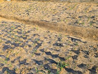 박정희님의 옥수수 · 자유게시판 작성글 사진