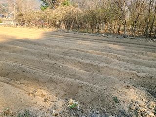 박정희님의 옥수수 · 자유게시판 작성글 사진