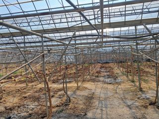 소망농원님의 포도 · 자유게시판 작성글 사진