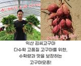 김동수님의 고구마·자유게시판 작성글 사진