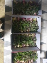 팜모닝 · 게시글 이미지