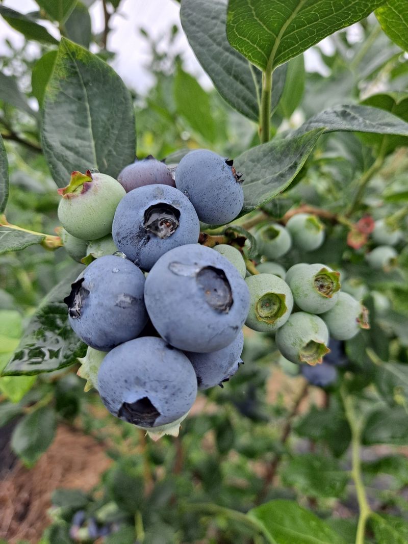 장터 상품 [블루베리 만2년생 듀크 묘목 판매 ] 썸네일