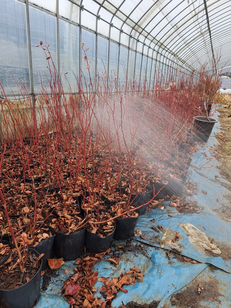 이재국님의 장터 판매 상품 [블루베리 만2년생 듀크 묘목 판매 ] 첨부 사진