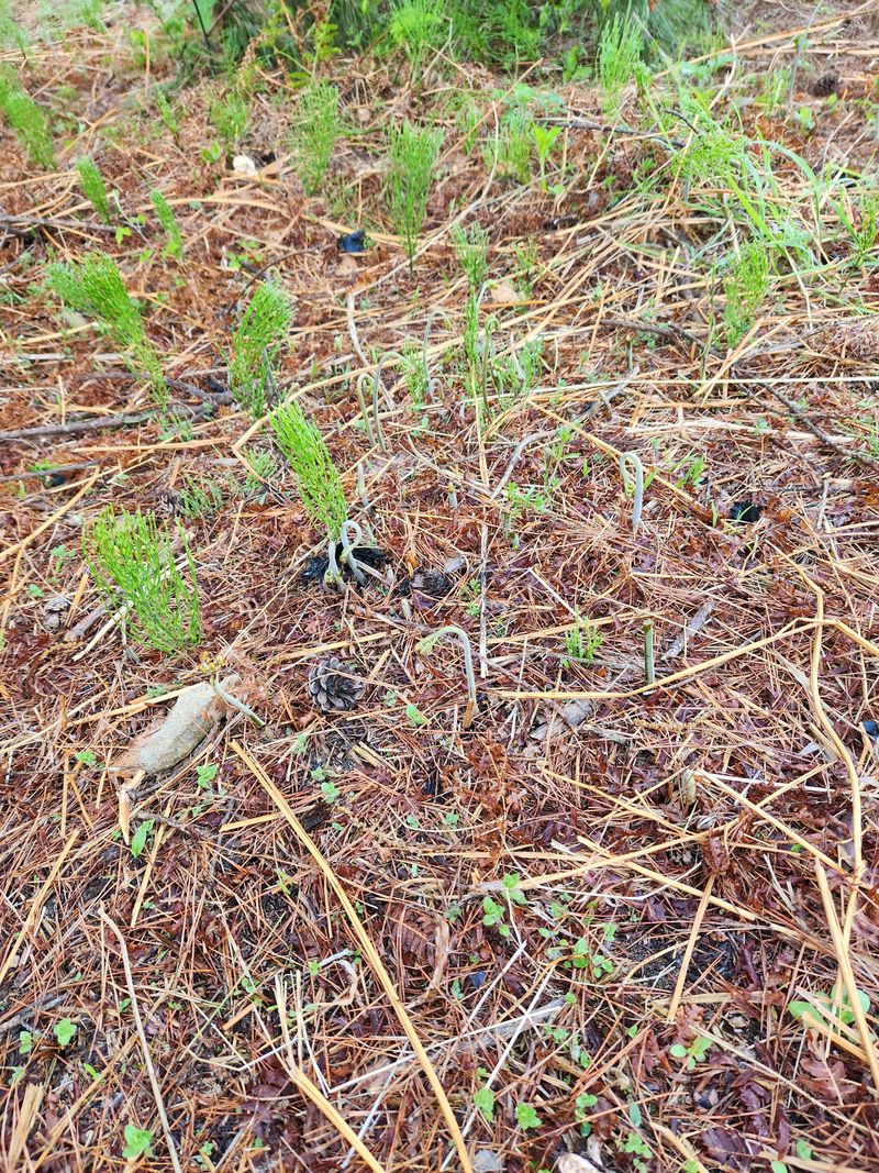 장터 상품 [고사리.  참나무원목표고. 팔아요] 썸네일