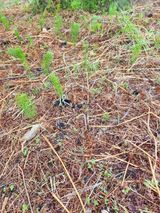 팜모닝 · 게시글 이미지